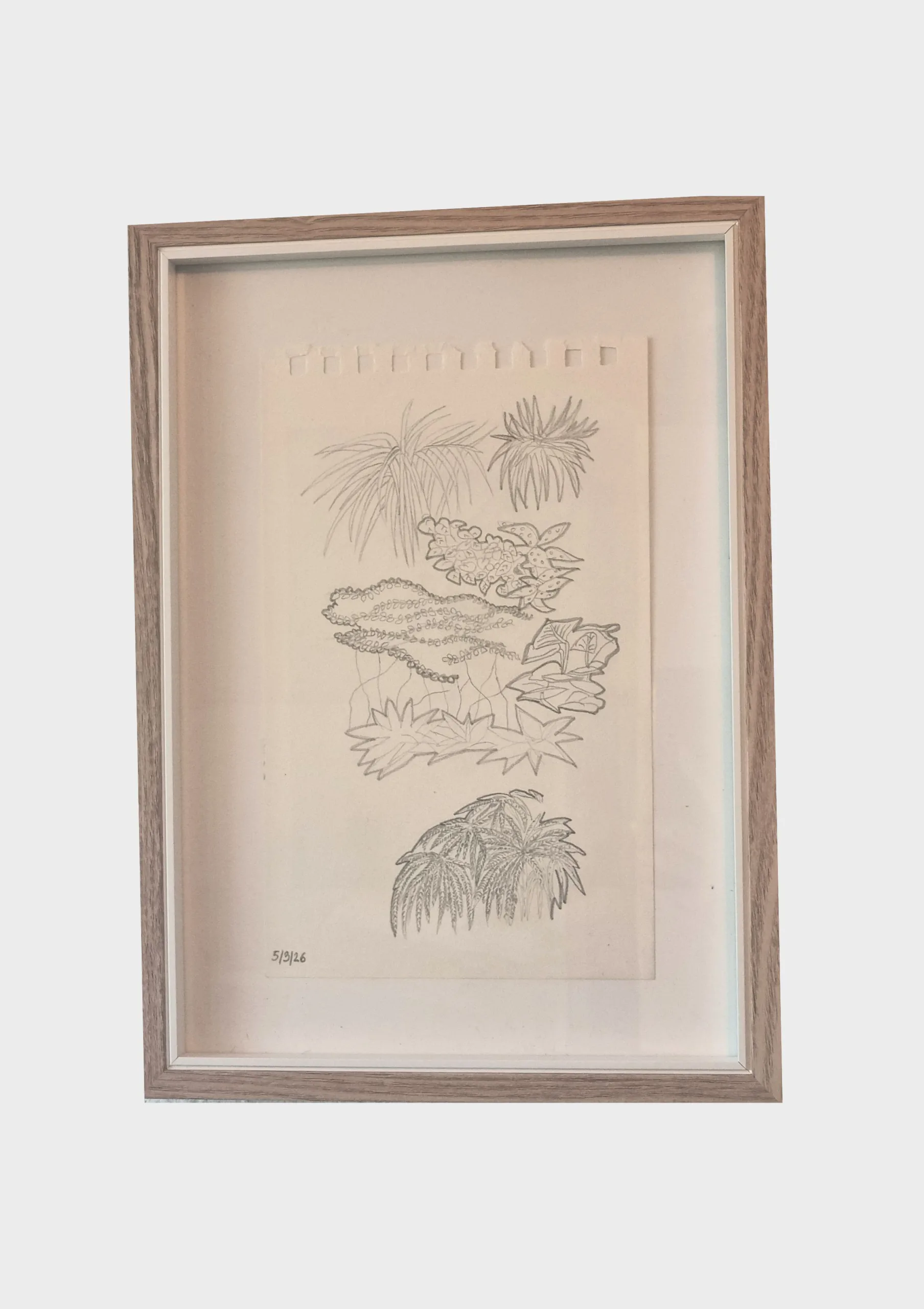 Serie Hablando de las hojas dibujo con lápiz del jardín vertical de Aima Martín